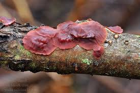 Attēlu rezultāti vaicājumam “Cytidia salicina”