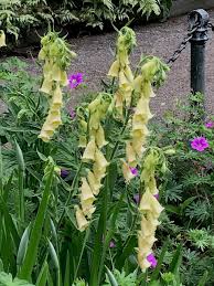 Image result for Digitalis grandiflora