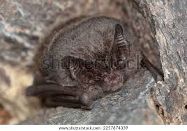 Attēlu rezultāti vaicājumam “Barbastella barbastellus”