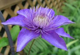 Image result for clematis multi blue