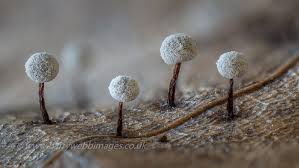 Attēlu rezultāti vaicājumam “Didymium minus macro”