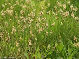 Attēlu rezultāti vaicājumam “Carex praecox”