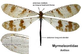 Attēlu rezultāti vaicājumam “Myrmeleontidae”