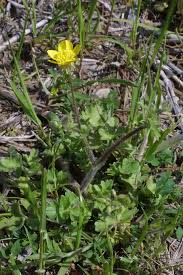 Attēlu rezultāti vaicājumam “Ranunculus mendax”