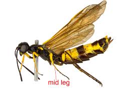 Attēlu rezultāti vaicājumam “Acantholyda erythrocephala”