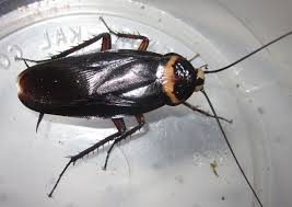 Image result for periplaneta americana