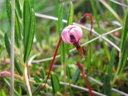 Attēlu rezultāti vaicājumam “Oxycoccus palustris”