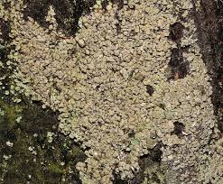 Attēlu rezultāti vaicājumam “Hypocenomyce scalaris”