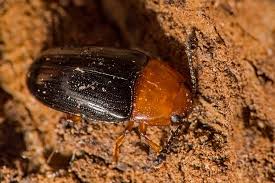 Attēlu rezultāti vaicājumam “Triplax russica”