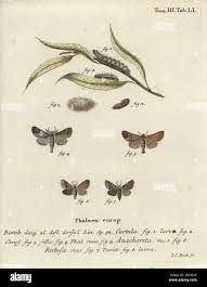 Attēlu rezultāti vaicājumam “Coscinia cribraria imago”