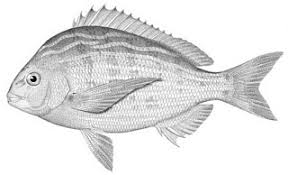 Image result for Archosargus rhomboidalis