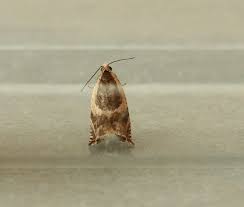 Attēlu rezultāti vaicājumam “Ancylis badiana”