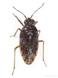 Attēlu rezultāti vaicājumam “Saldula saltatoria”