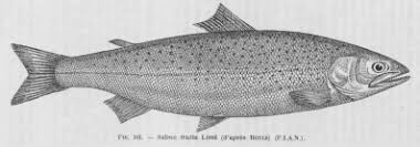 Image result for Salmo pellegrini