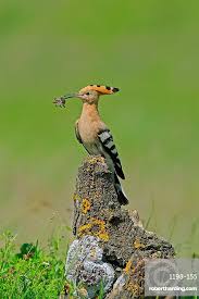 Attēlu rezultāti vaicājumam “Upupa epops”