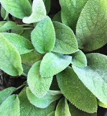 Attēlu rezultāti vaicājumam “Stachys officinalis leaf”