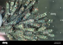 Attēlu rezultāti vaicājumam “Potamophylax”