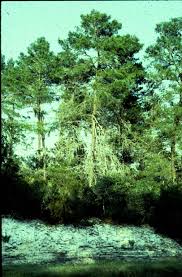 Attēlu rezultāti vaicājumam “Empetraceae”