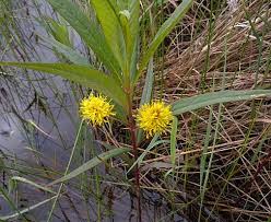 Attēlu rezultāti vaicājumam “Lysimachia thyrsiflora”
