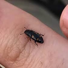 Attēlu rezultāti vaicājumam “Glischrochilus hortensis”