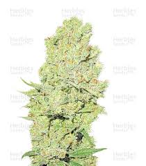 Resultado de imagen para la marihuana channel