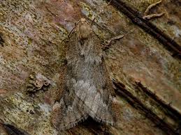 Attēlu rezultāti vaicājumam “Alsophila aescularia”