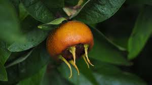 Attēlu rezultāti vaicājumam “Mespilus germanica fruit”