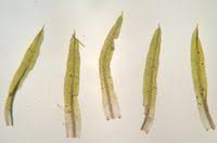 Attēlu rezultāti vaicājumam “Weissia brachycarpa”