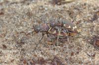 Attēlu rezultāti vaicājumam “Cicindela maritima”