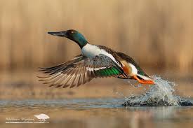 Attēlu rezultāti vaicājumam “Anas clypeata male”