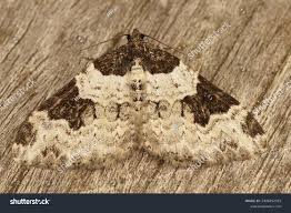 Attēlu rezultāti vaicājumam “Xanthorhoe fluctuata”