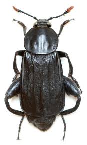 Attēlu rezultāti vaicājumam “Necrodes littoralis”