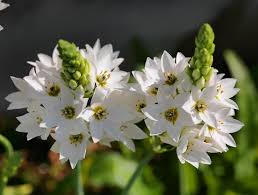 Attēlu rezultāti vaicājumam “Ornithogalum umbellatum flower”