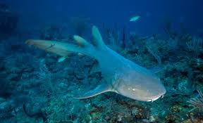 Image result for Ginglymostoma cirratum