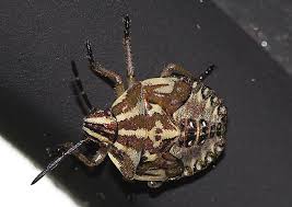 Attēlu rezultāti vaicājumam “Carpocoris sp. nymph”