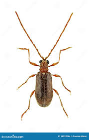 Attēlu rezultāti vaicājumam “Ptinus sp.”