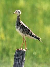 Image result for Bartramia longicauda