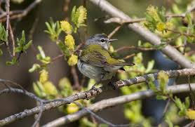 Image result for Vermivora peregrina