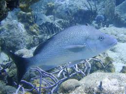 Image result for Haemulon album