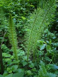 Attēlu rezultāti vaicājumam “Equisetum telmateia”