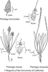 Attēlu rezultāti vaicājumam “Plantago lanceolata”