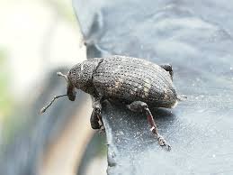 Attēlu rezultāti vaicājumam “Pissodes piniphilus”