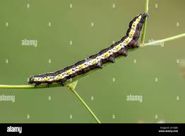 Attēlu rezultāti vaicājumam “Cucullia lucifuga”