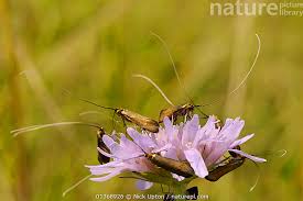 Attēlu rezultāti vaicājumam “Nemophora metallica”