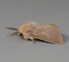 Attēlu rezultāti vaicājumam “Diaphora mendica female”