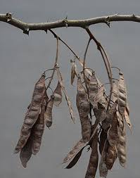Attēlu rezultāti vaicājumam “Robinia pseudoacacia fruit”