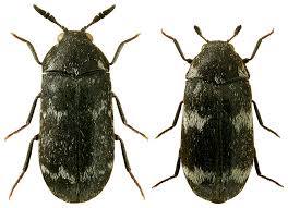 Attēlu rezultāti vaicājumam “Megatoma undata”