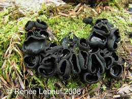 Attēlu rezultāti vaicājumam “Pseudoplectania nigrella”