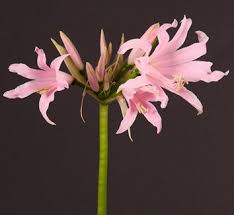 Attēlu rezultāti vaicājumam “Amarillidaceae”