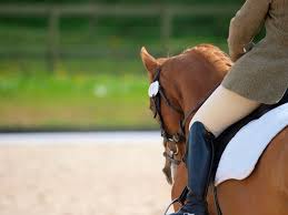 Image result for Elstead Riding Club